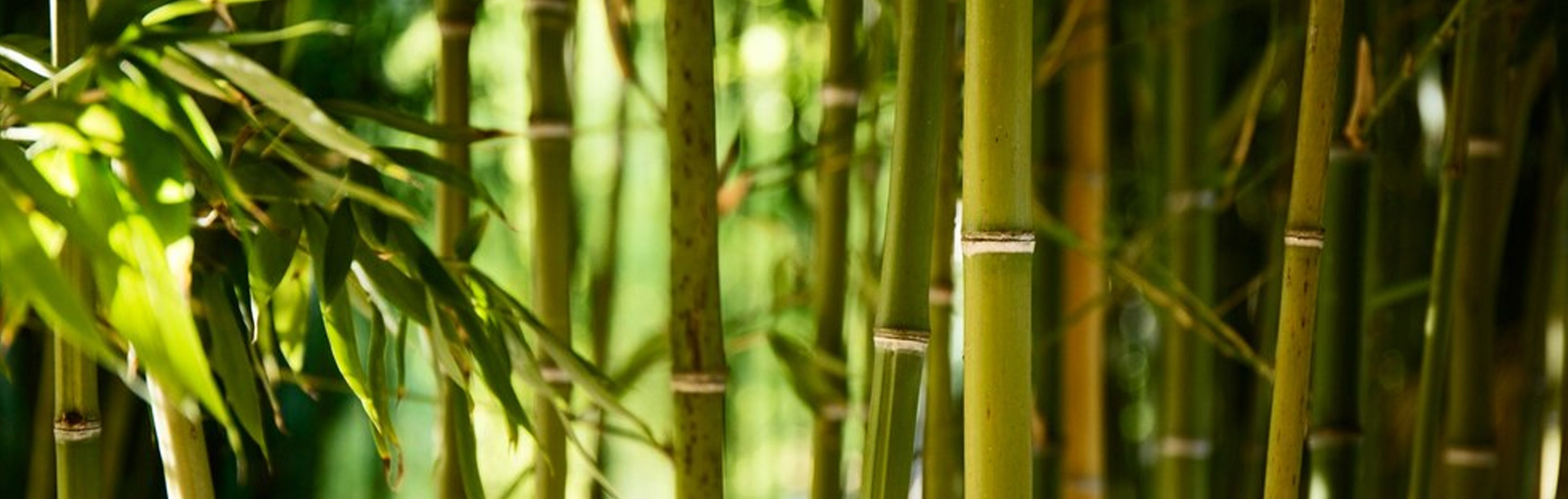 bamboo